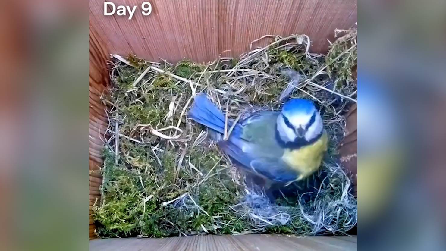 Blaumeisen Brut begeistert das Internet ZüriToday