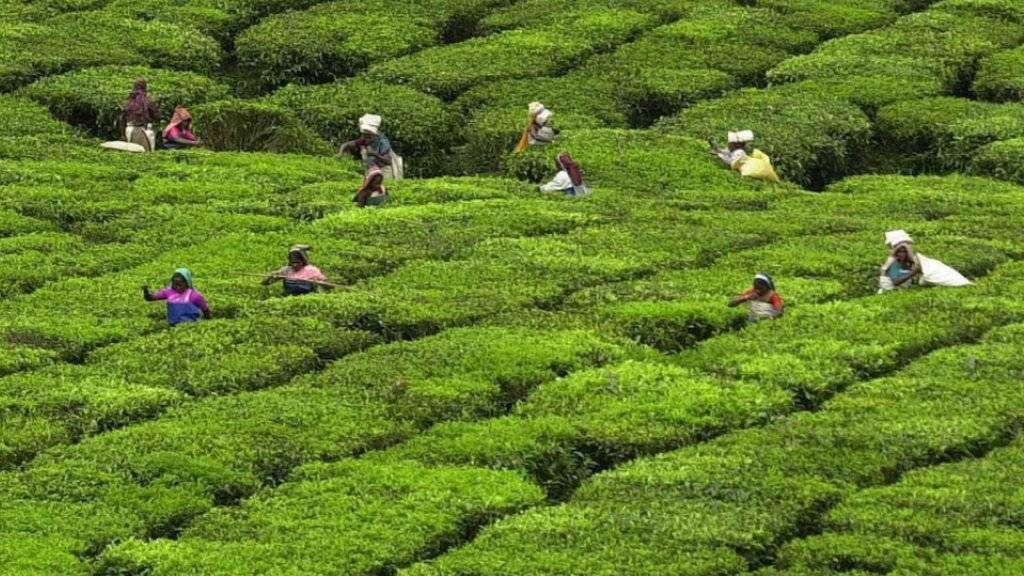 Arbeit in indischer Tee-Plantage (Archiv)