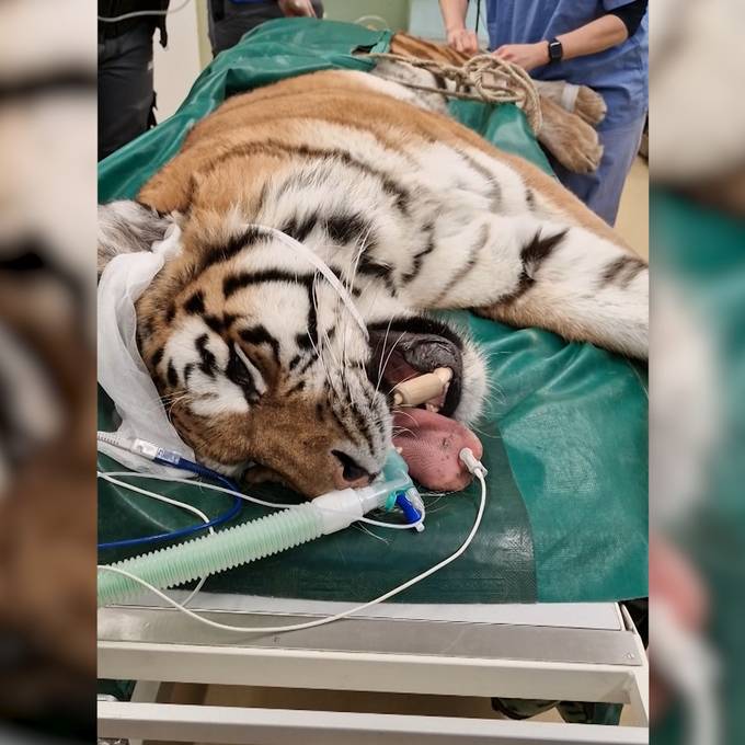 Tigerdame Irina aus dem Zoo Zürich muss zum Zahnarzt