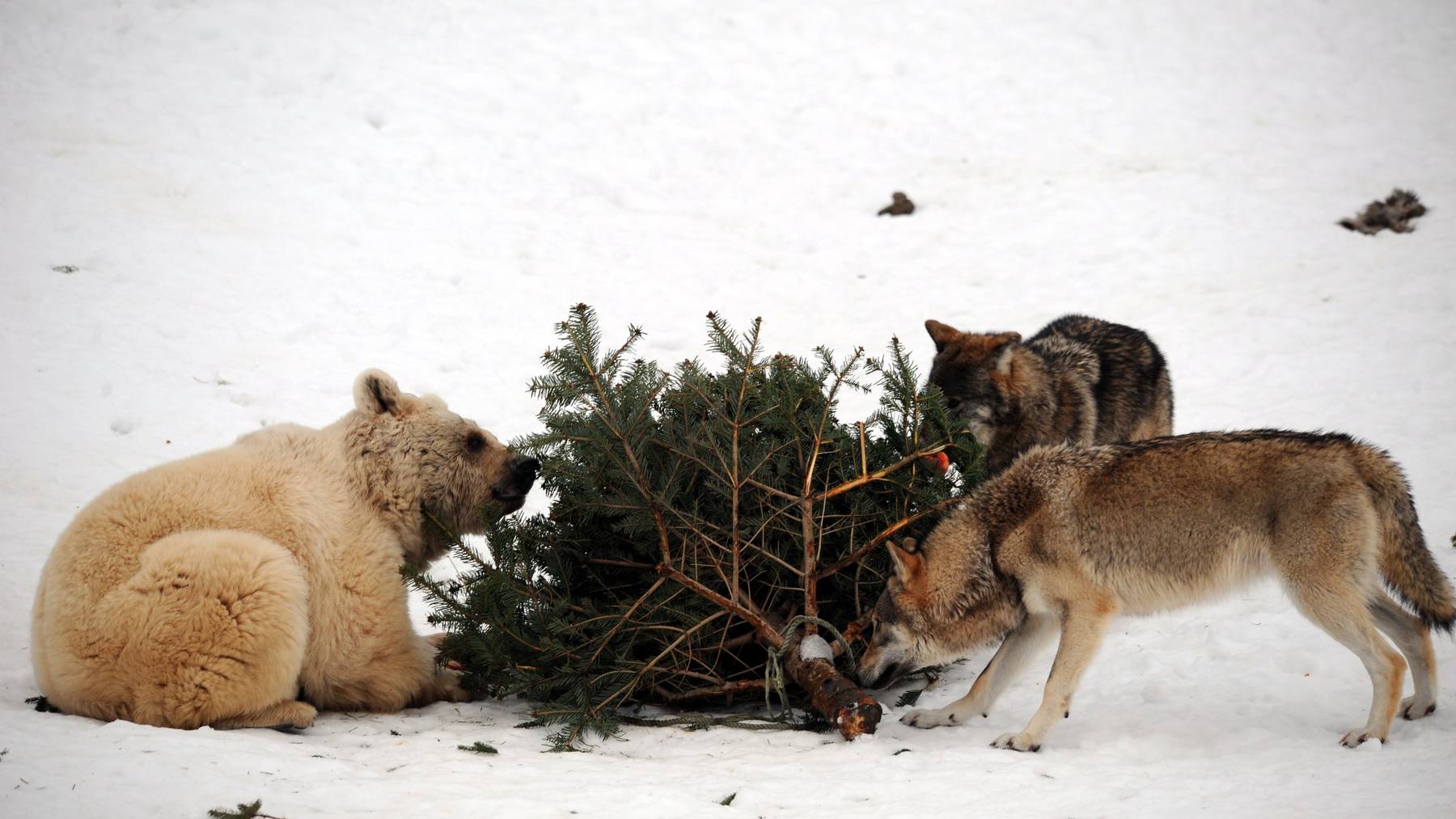 Sind vom neuen Jagdgesetz nicht betroffen: Bären und Wölfe im Tierpark Goldau. Ihre Artgenossen gelangen nach erfolgreichem Referendum vors Volk.
