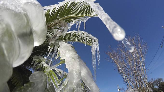 Eiskälte in Florida lässt erstarrte Leguane von Bäumen regnen