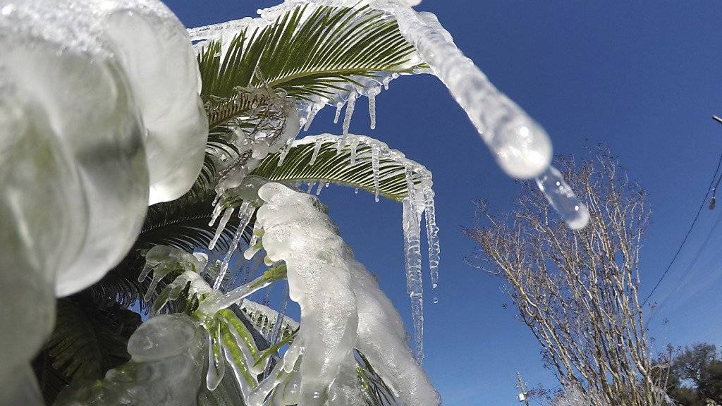 Eiskälte in Florida: Von den Bäumen regnet es gefrorene Leguane. (Symbolbild)