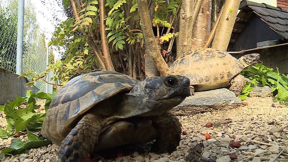 Schildkröte