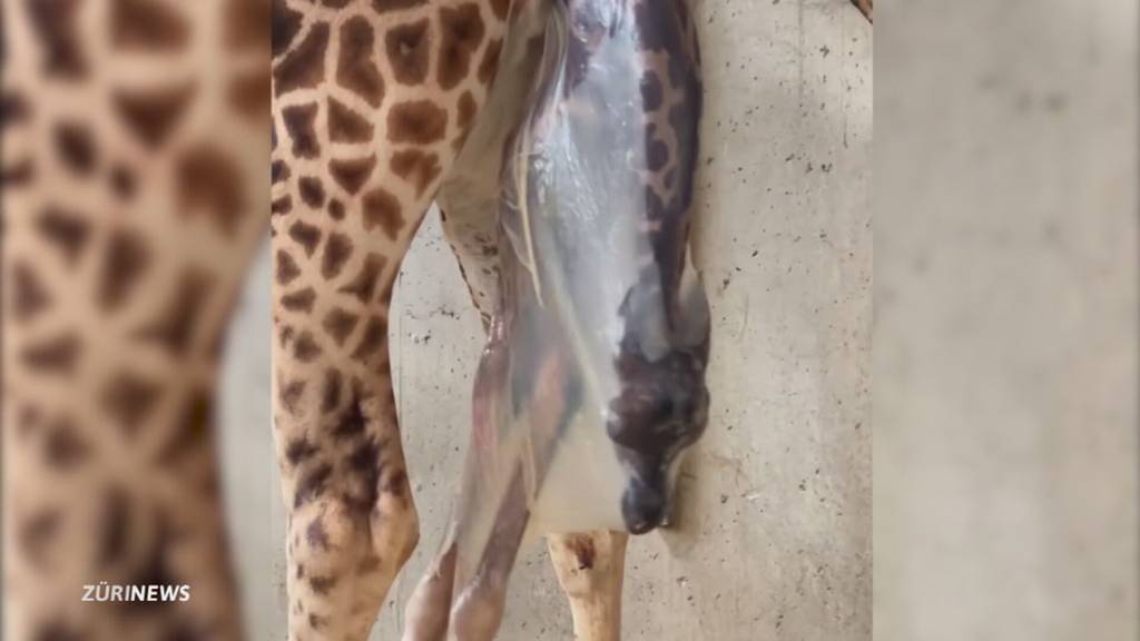 Babyglück in Knies Kinderzoo: Das zweite Giraffenbaby ist da