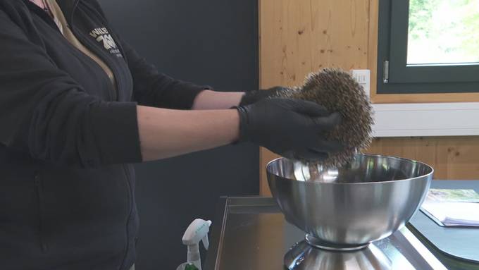 Immer mehr pfelgebedürftige Igel: Walter Zoo hat alle Hände voll zu tun