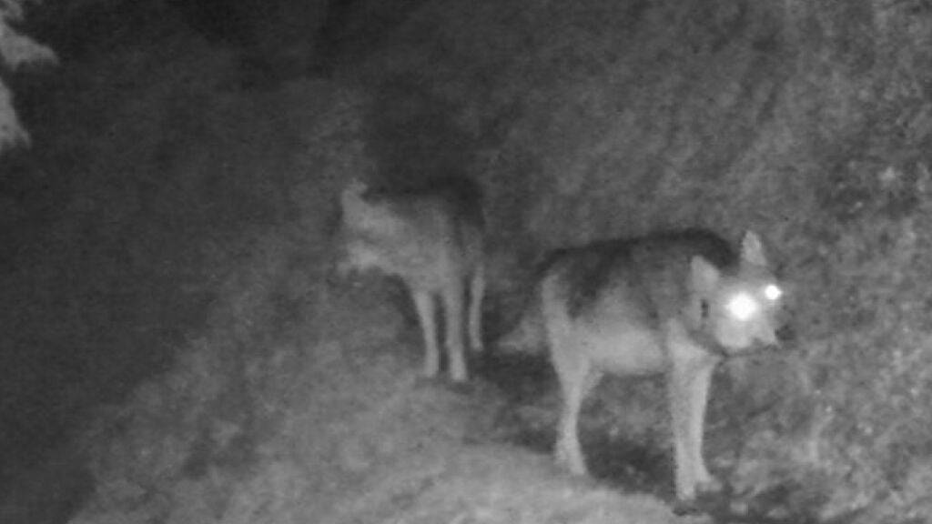 Aufnahmen aus Fotofallen lassen vermuten, dass es im Raum Enneda ein zweites Wolfsrudel gibt.