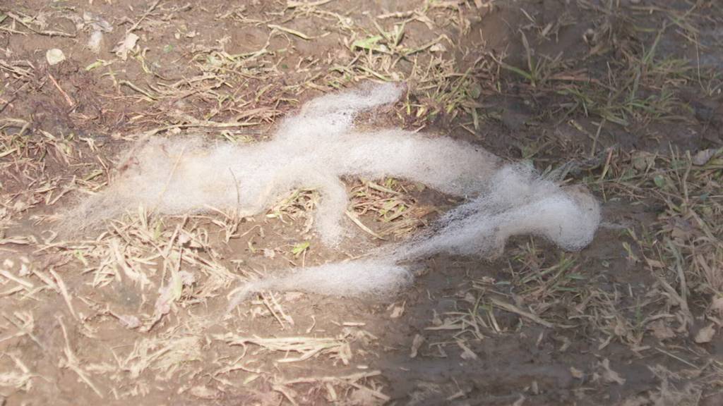 10 tote Schafe nach Hundeangriff – Uznacher Tierhalter ist geschockt