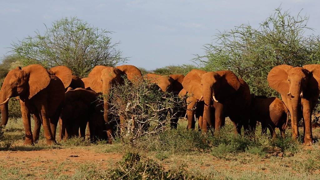 Die meisten Elefanten Afrikas leben in Reservaten. Leider sind sie auch dort vor Wilderern nicht sicher. (Archivbild)