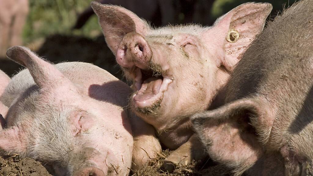 Die Fütterung von Schweinen mit Schokolade und Teigwaren hat laut einer neuen Studie keinen Einfluss auf die Fleischqualität. (Symbolbild)