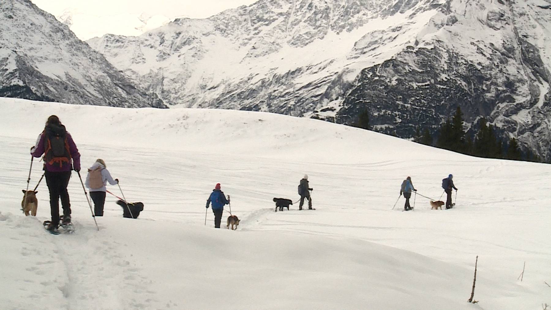 Schneeschuhtour mit Hund