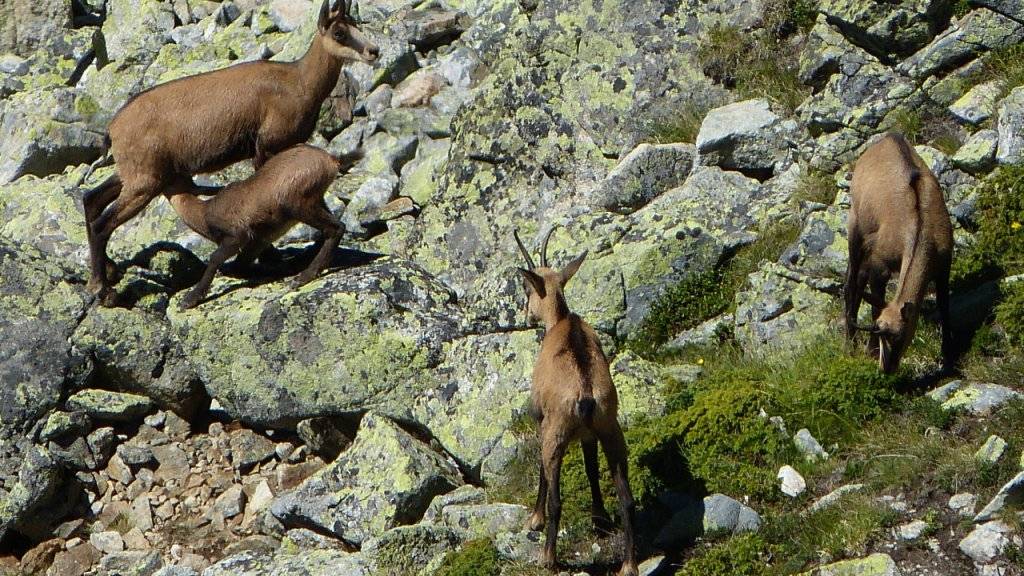 Gämsen in Graubünden haben in den letzten 20 Jahren ihre Ruheorte in grössere Höhen verlagert.