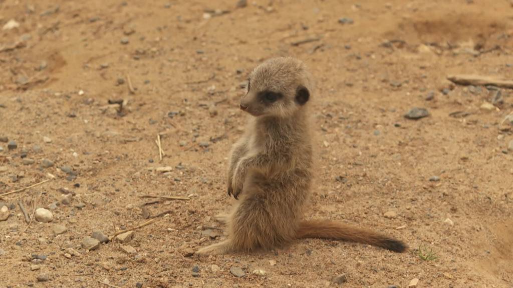 Blickfang im Walter Zoo: Nachwuchs bei den Erdmännchen