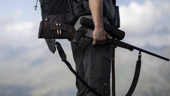 14 Wölfe auf Regulierungs-Jagd in Graubünden erlegt