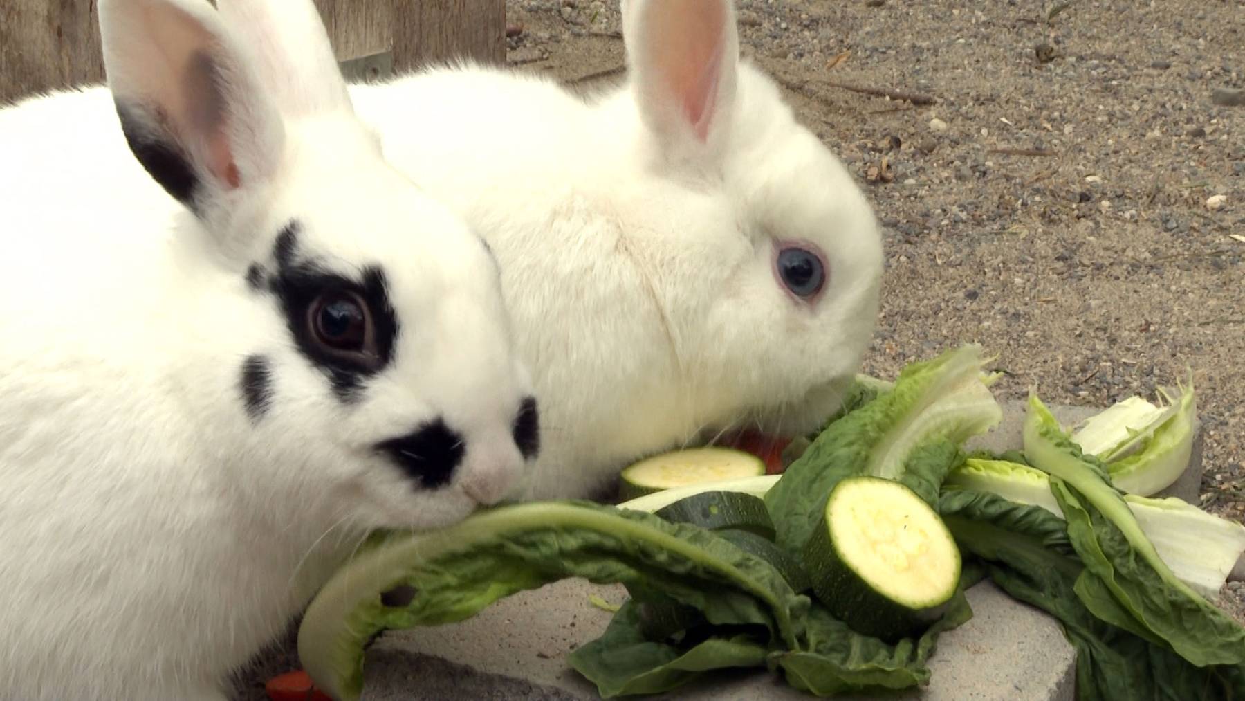 Zwergkaninchen Sadie & Totoro