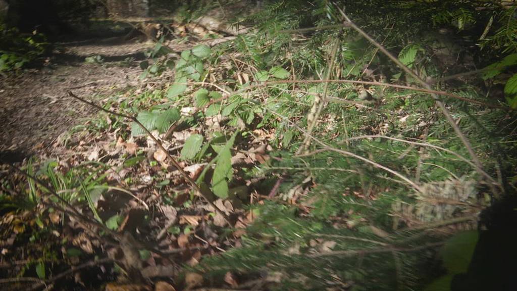 Abschussbewilligung: Wildhut erlegt beide Leittiere des Calfeisental-Rudels