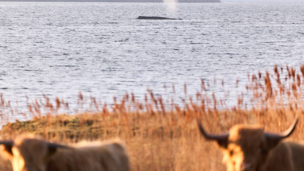dpatopbilder - Rinder stehen auf einer Weide am Ufer, während im Hintergrund der Buckelwal am Vormittag noch immer auf einer Sandbank vor der Insel Poel liegt. Foto: Marcus Golejewski/dpa