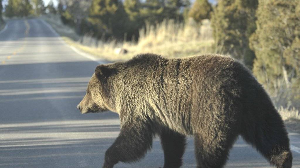 In den Nordwest-Territorien Kanadas leben nach Schätzungen von Behörden 4000 bis 5000 Grizzlybären. (Symbolbild)