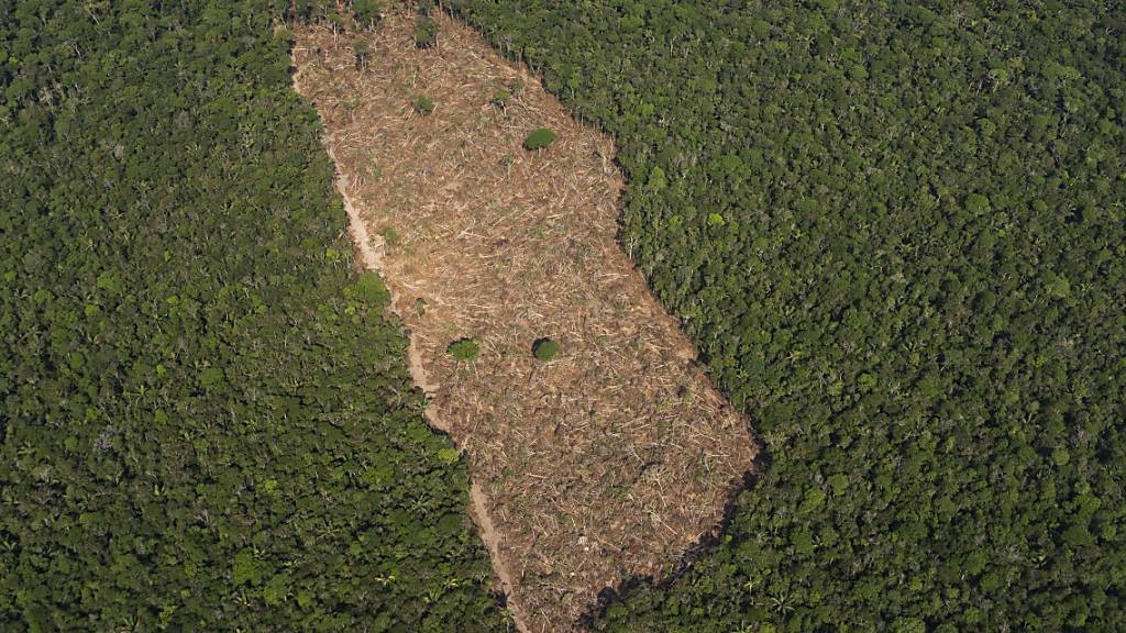 Blick auf ein abgeholztes Waldstück im Amazonasgebiet. (Archiv)