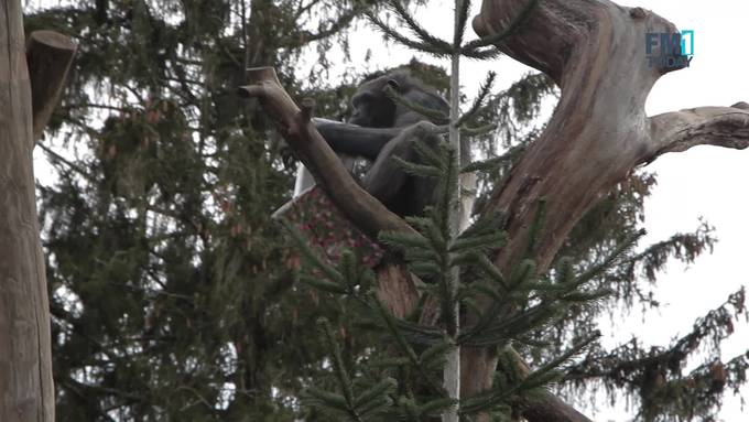 Diese Weihnachtstypen findest du bei dir zu Hause – und im Zoo