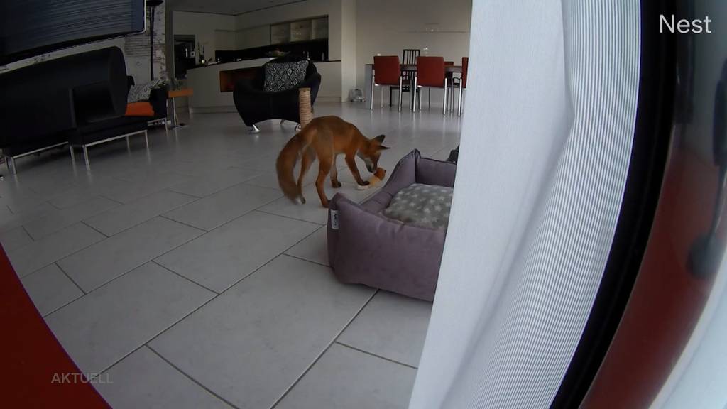 Tierischer Besuch: Junger Fuchs tobt sich auf Sofa aus und stiehlt der Katze das Spielzeug