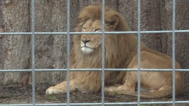 Tiere aus Subinger Raubtierpark kommen in den Jura