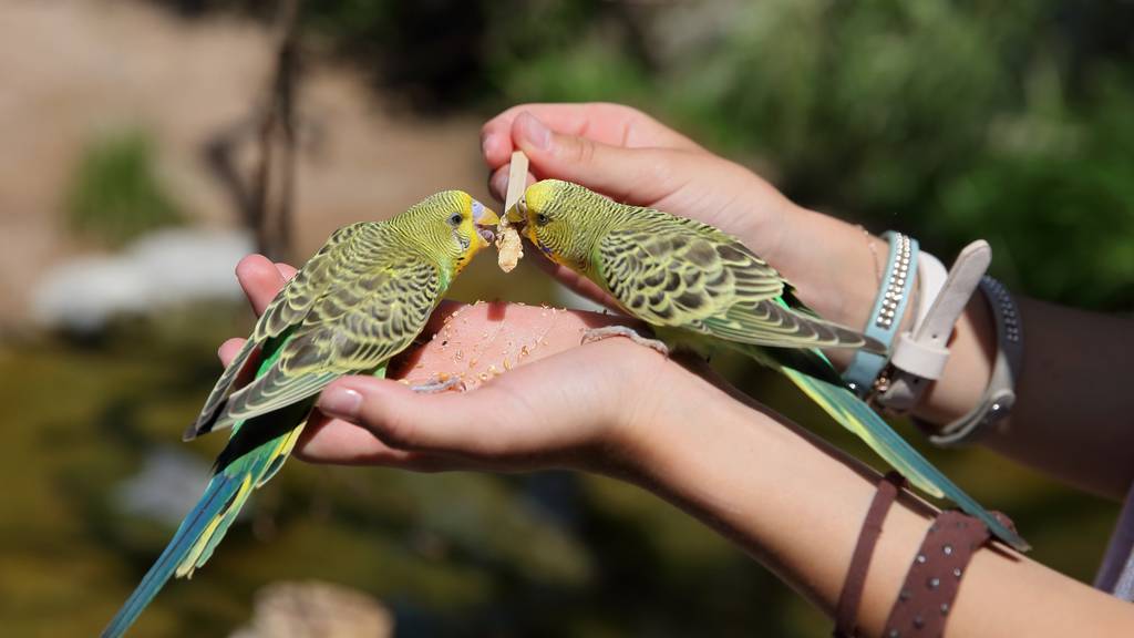 In der neuen Voliere dürfen die Besucher die Vögel sogar füttern