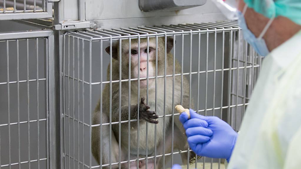 Ein Makake in einem Labor in Deutschland, in welchem zu Forschungszwecken Tierversuche durchgeführt werden. In der Schweiz fordert eine Initiative ein Verbot von Tierversuchen. (Archivbild)