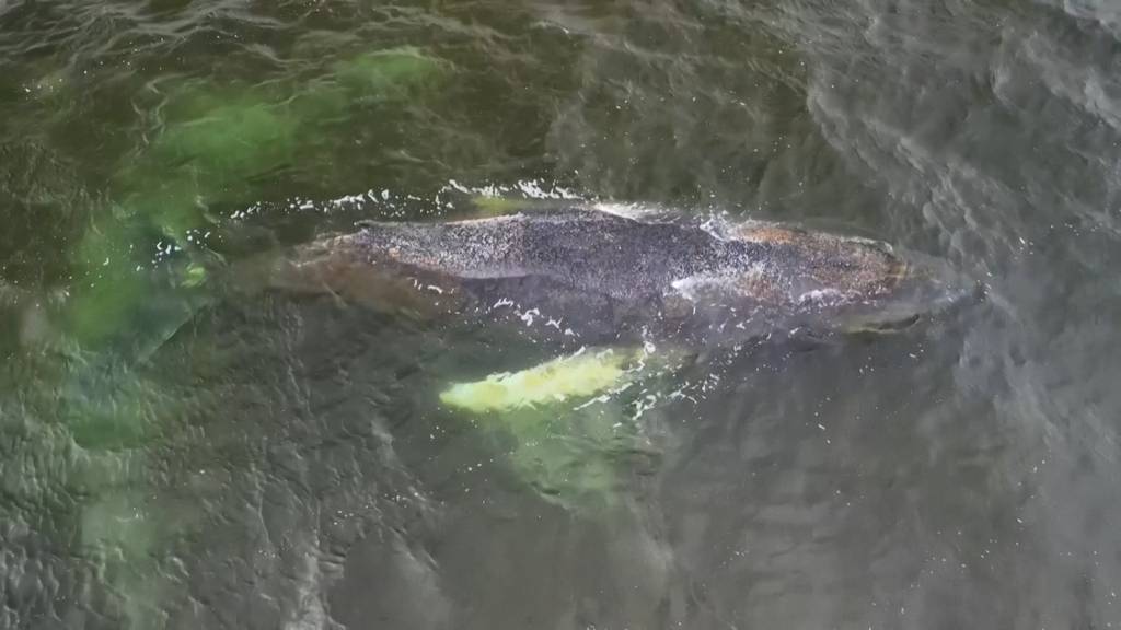 Drama um Buckelwal vor der Ostseeküste dauert an