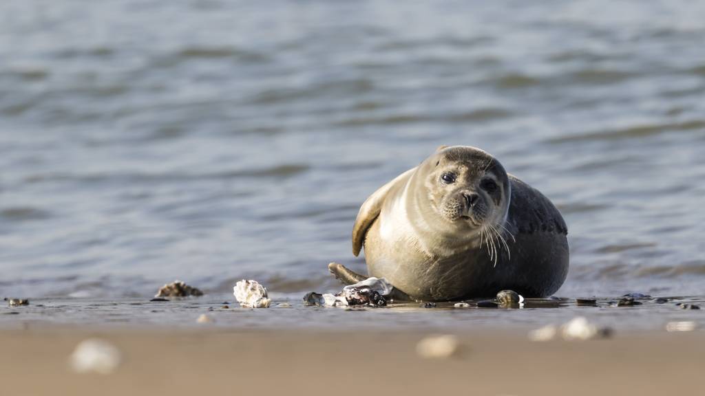 Robben-Bestand im Kaspischen Meer schrumpft