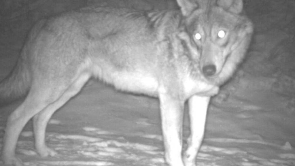 Ein Wolf, aufgenommen von einer der über 100 Fotofallen, die für ein Forschungsprojekt im Kanton Wallis installiert wurden. (© Institut für Ökologie und Evolution, Universität Bern)