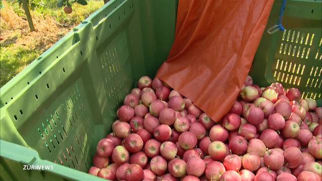 Frühe Apfelernte dank heissem Sommer