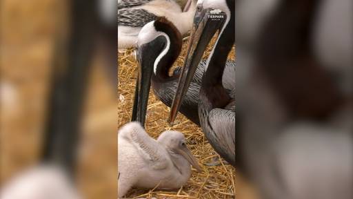 Schwules Pelikan-Paar brütet aus Nest gefallenes Küken aus