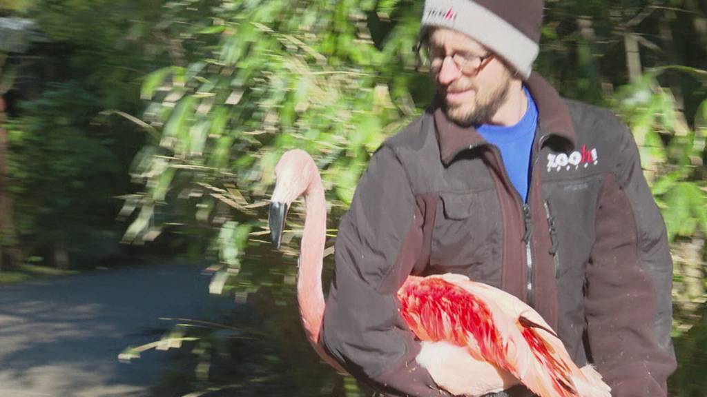 Shuttle für Flamingos im Zoo