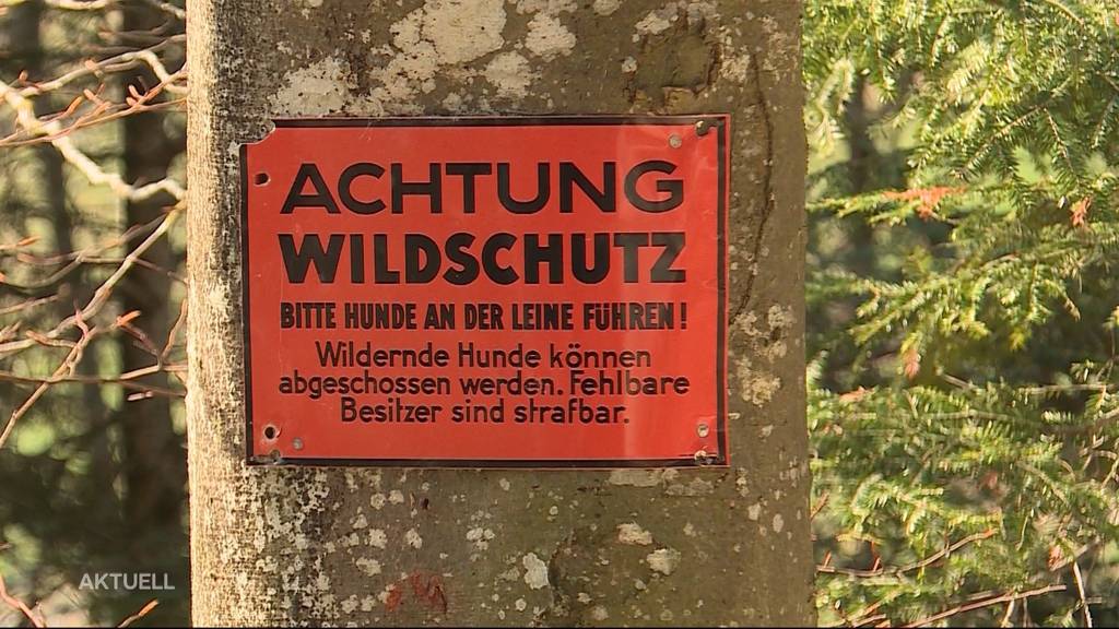 Wegen fehlender Hundeleine: Strafbefehl für Schäferin