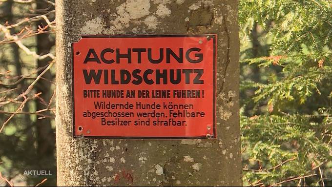 Wegen fehlender Hundeleine: Strafbefehl für Schäferin