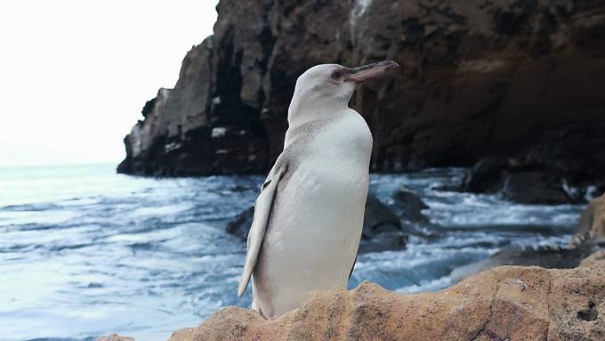 Seltener komplett weisser Pinguin entdeckt