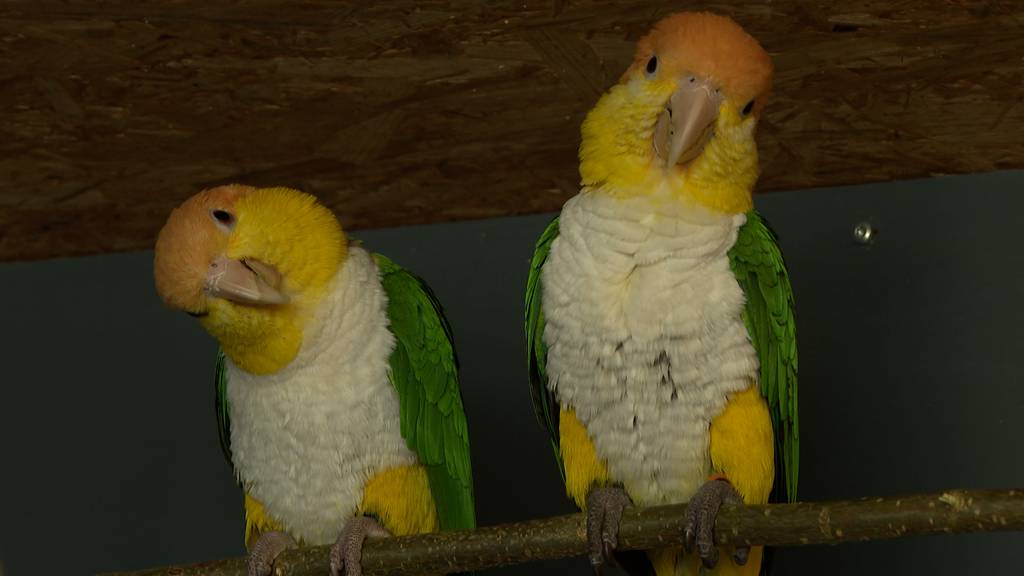 Vogelpark Ambigua