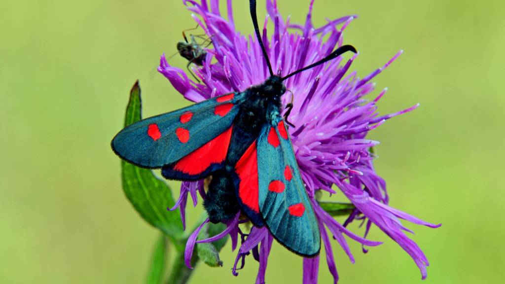 Insekten fehlt es an wichtigen Futterpflanzen - PilatusToday