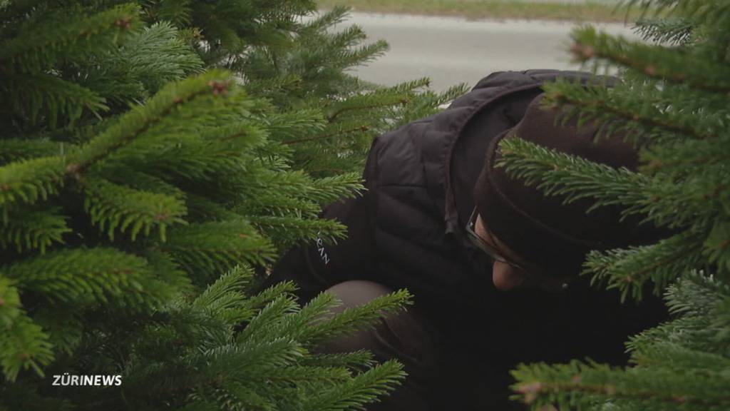 Christbaumdiebe: Zürcher Verkäufer ärgern sich