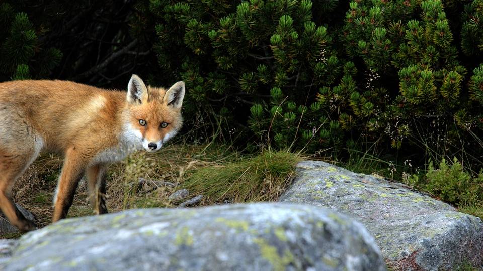 Fuchs am Unispital Zürich erschossen