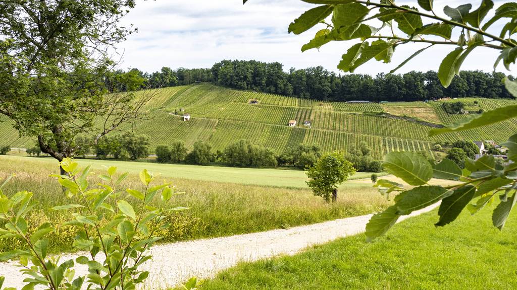 Der gemütliche Weg führt durch die grösste zusammenhängende Rebfläche des Baselbiets.