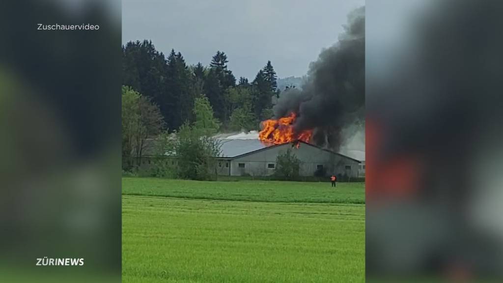 800 tote Schweine: Grossbrand in Gossau SG