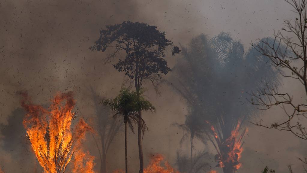 Ein Waldstück im Amazonas-Gebiet steht in Flammen. Diesen Juni sind mehr als 2300 Brände im brasilianischen Amazonas registriert worden.