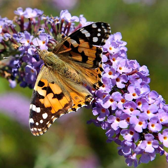 Volk ist gegen BVG-Reform – bei der Biodiversitätsinitiative wird es knapp