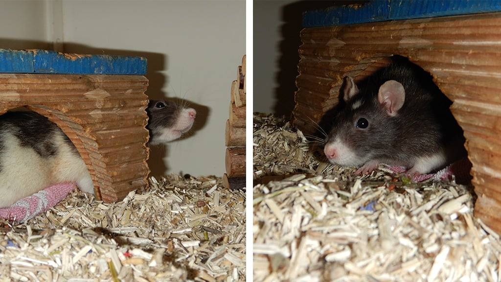 Honey und Rosie