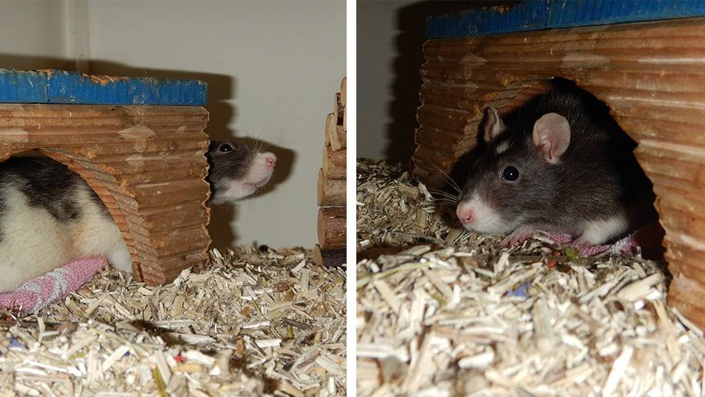 Honey und Rosie