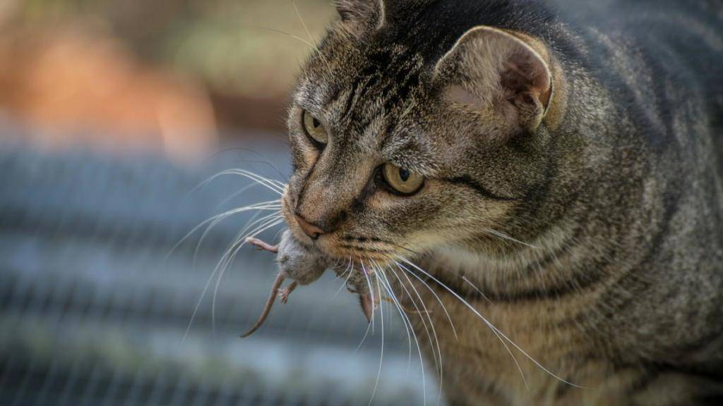 Unterwegs im Dienste der Wissenschaft: Katzen jagen Mäuse - und die Fachleute finden mehr über die Verbreitung der kleinen Nagetiere heraus.