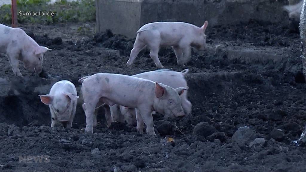 Veterinäramt findet bei Kontrolle 130 tote Ferkel