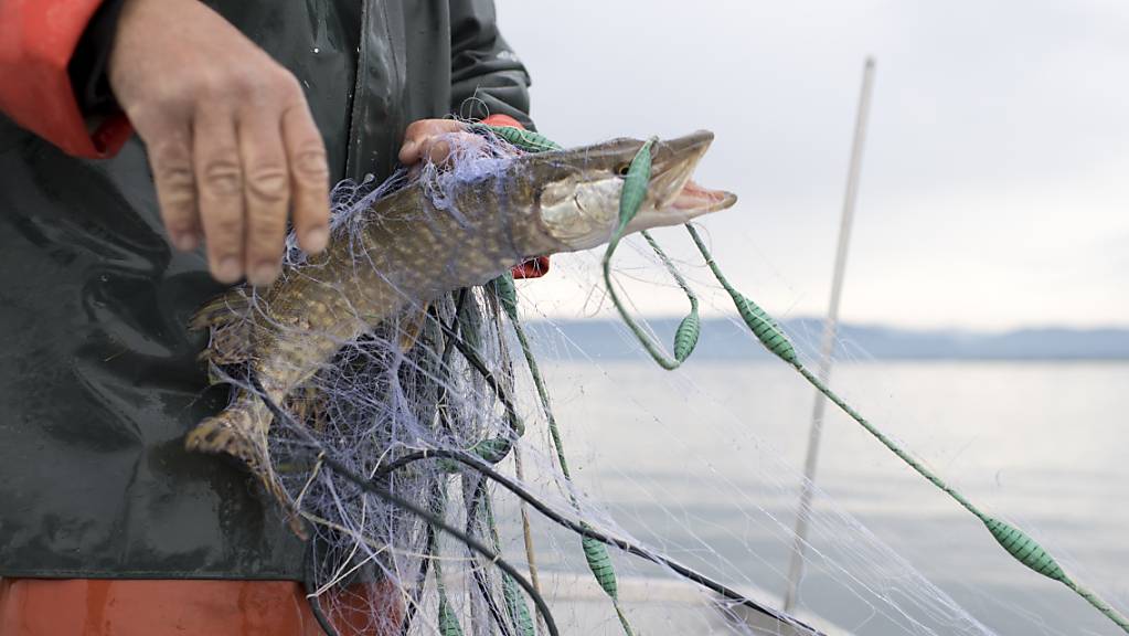 Mit einer vom Thurgauer Grossen Rat in erster Lesung gutgeheissenen Änderung des Fischereigesetzes werden Berufsfischer gestärkt. (Archivbild)