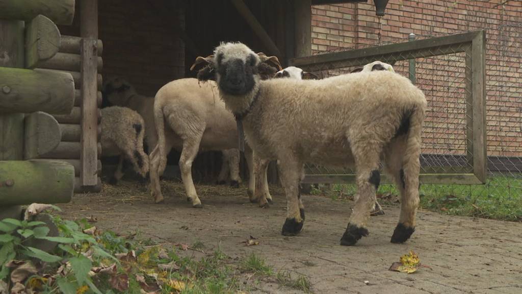Schlachten statt pflegen: Heftige Vorwürfe gegen Tierpark Kreuzlingen